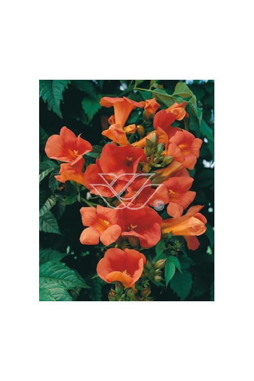 Milin pośredn 'Madamme Galen' | Campsis tagliabuana