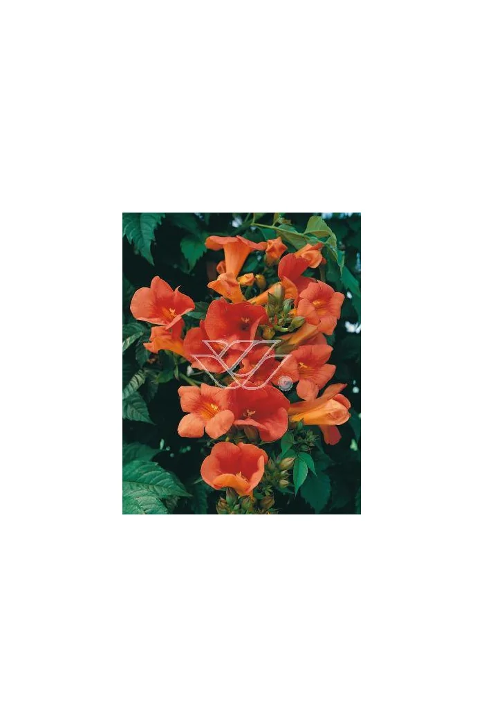 Milin pośredn 'Madamme Galen' | Campsis tagliabuana