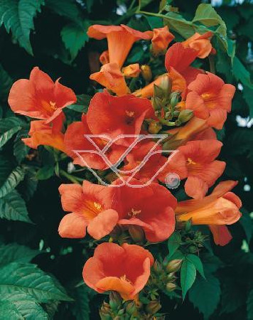 Milin pośredn 'Madamme Galen' | Campsis tagliabuana