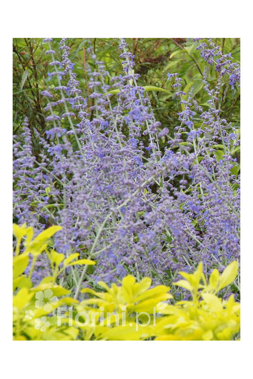 Perowskia łobodolistna | Perovskia atriplicifolia