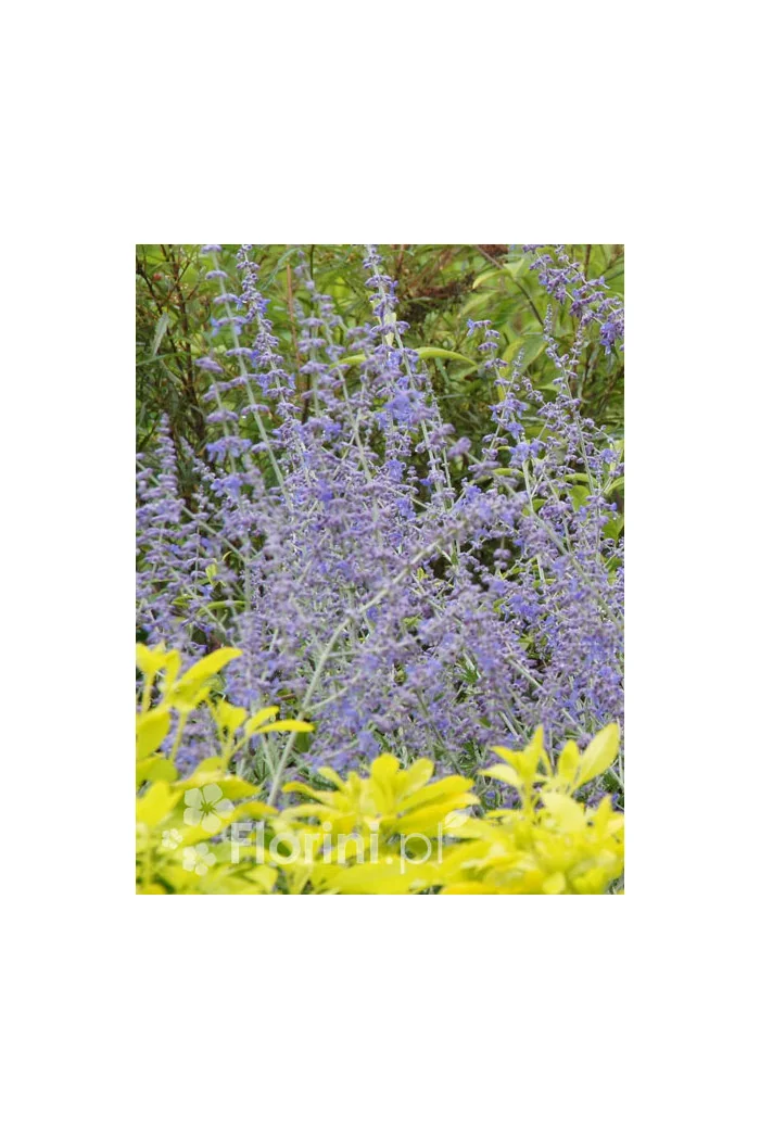 Perowskia łobodolistna | Perovskia atriplicifolia