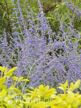 Perowskia łobodolistna | Perovskia atriplicifolia