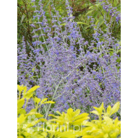 Perowskia łobodolistna | Perovskia atriplicifolia