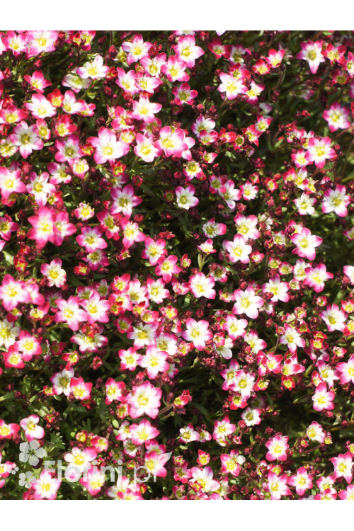 Skalnica arendsa 'Marco Picotee Red' | Saxifraga x arendsii