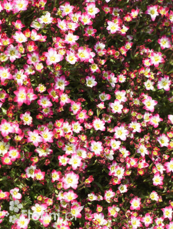 Skalnica arendsa 'Marco Picotee Red' | Saxifraga x arendsii