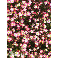 Skalnica arendsa 'Marco Picotee Red' | Saxifraga x arendsii