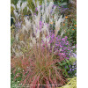 Miskant chiński 'Little Miss' | Miscanthus sinensis