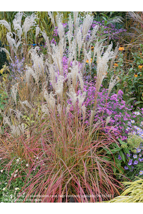 Miskant chiński 'Little Miss' | Miscanthus sinensis