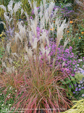 Miskant chiński 'Little Miss' | Miscanthus sinensis
