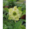 Ciemiernik orientalny 'Double Ellen Yellow Spotted' | Helleborus orientalis