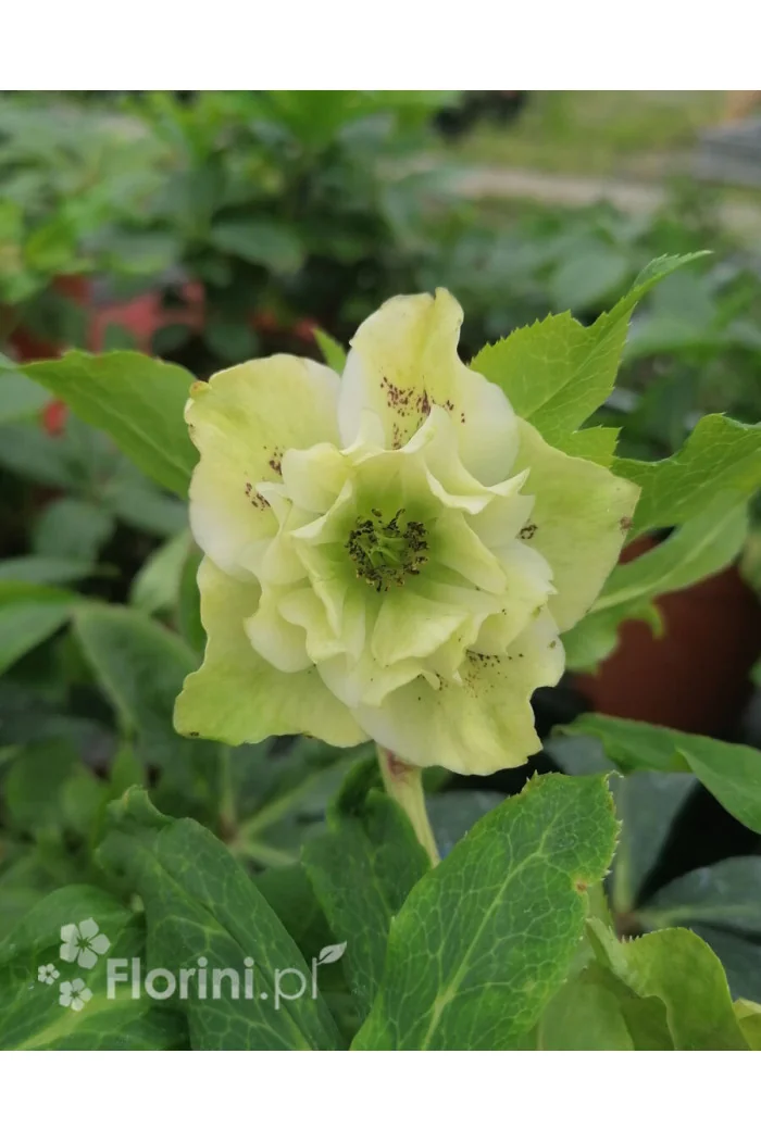 Ciemiernik orientalny 'Double Ellen Yellow Spotted' | Helleborus orientalis