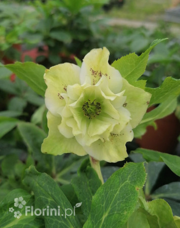 Ciemiernik orientalny 'Double Ellen Yellow Spotted' | Helleborus orientalis