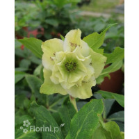 Ciemiernik orientalny 'Double Ellen Yellow Spotted' | Helleborus orientalis