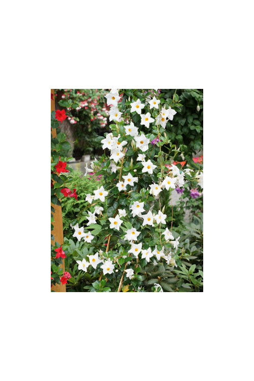 Sundaville 'Grand White' | Sundaville