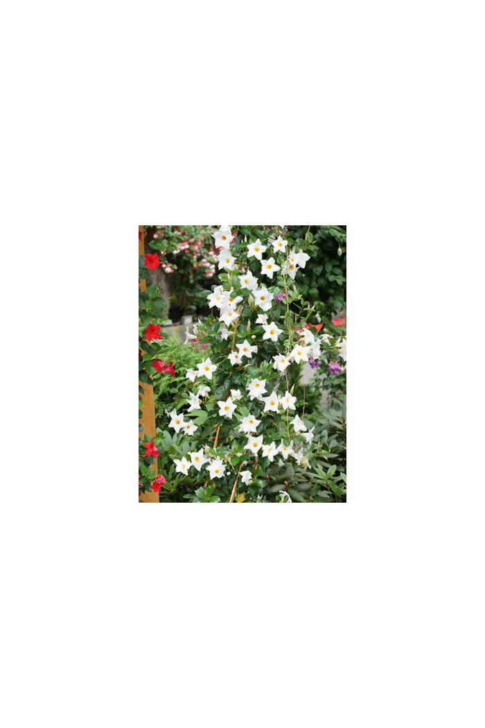 Sundaville 'Grand White' | Sundaville