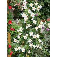 Sundaville 'Grand White' | Sundaville