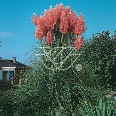 Trawa pampasowa różowa | Cortaderia selloana