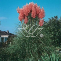 Trawa pampasowa różowa | Cortaderia selloana