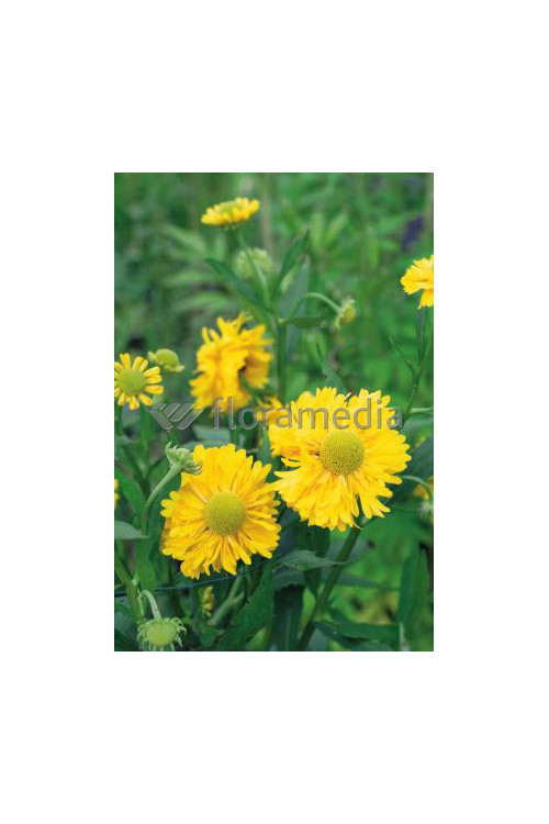 Dzielżan 'Double Trouble' Helenium