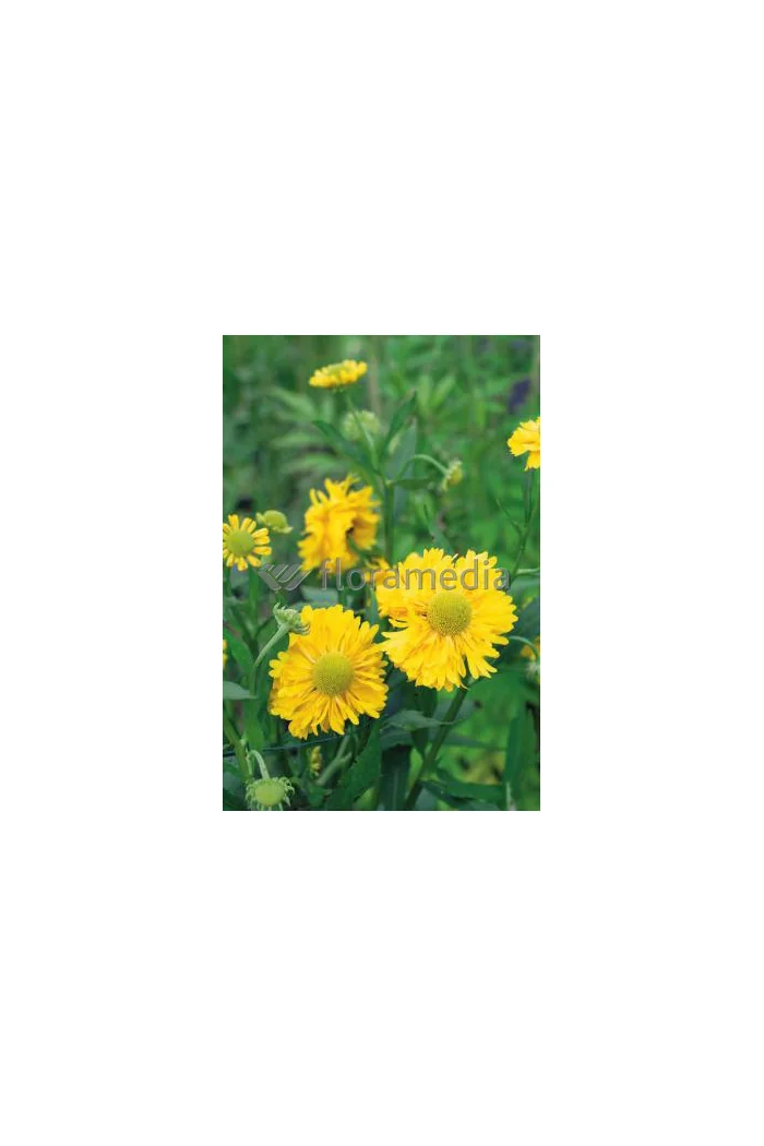 Dzielżan 'Double Trouble' Helenium