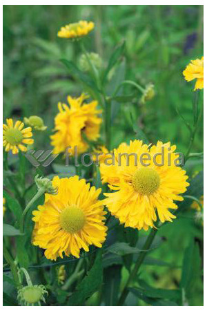 Dzielżan 'Double Trouble' Helenium