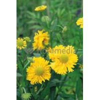 Dzielżan 'Double Trouble' Helenium