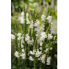 Odętka wirginijska 'Alba' | Physostegia virginiana