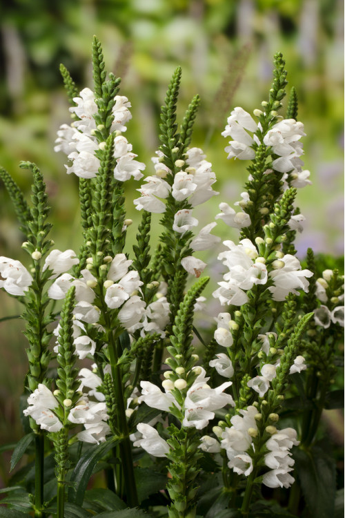 Odętka wirginijska 'Alba' | Physostegia virginiana