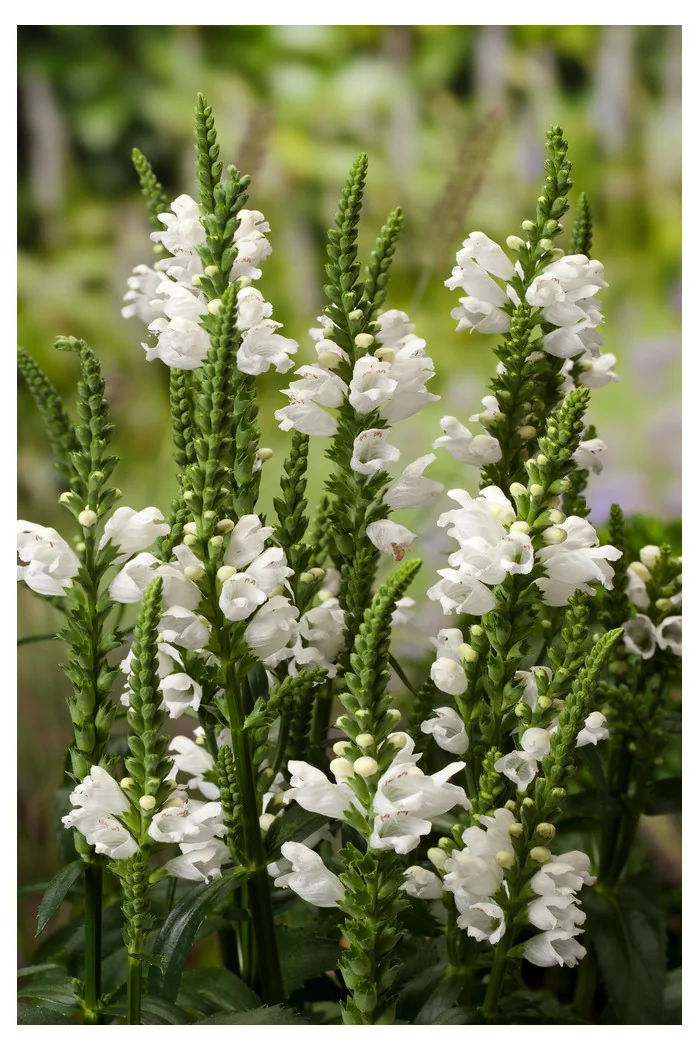 Odętka wirginijska 'Alba' | Physostegia virginiana