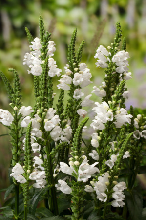 Odętka wirginijska 'Alba' | Physostegia virginiana
