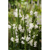 Odętka wirginijska 'Alba' | Physostegia virginiana