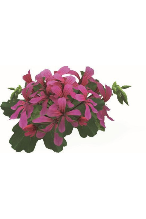 Pelargonia bluszczolistna 'VDP Dark Pink'