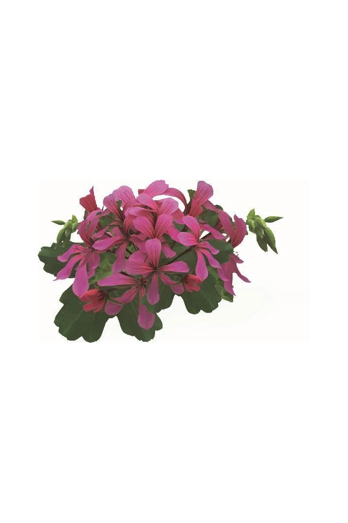 Pelargonia bluszczolistna 'VDP Dark Pink'