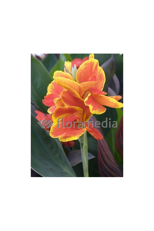 Paciorecznik (kanna) Canna