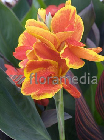 Paciorecznik (kanna) Canna