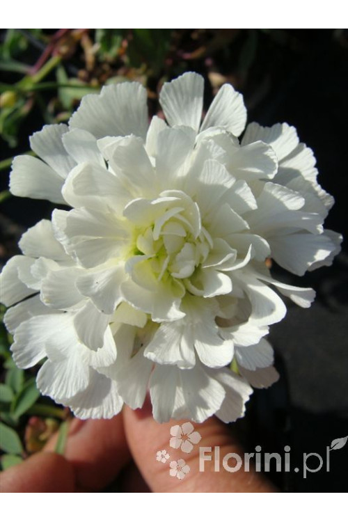 Lepnica nadmorska 'Flore Pleno' Silene uniflora