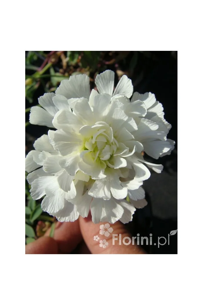 Lepnica nadmorska 'Flore Pleno' Silene uniflora