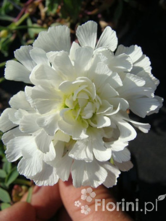 Lepnica nadmorska 'Flore Pleno' Silene uniflora
