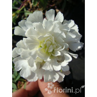 Lepnica nadmorska 'Flore Pleno' Silene uniflora