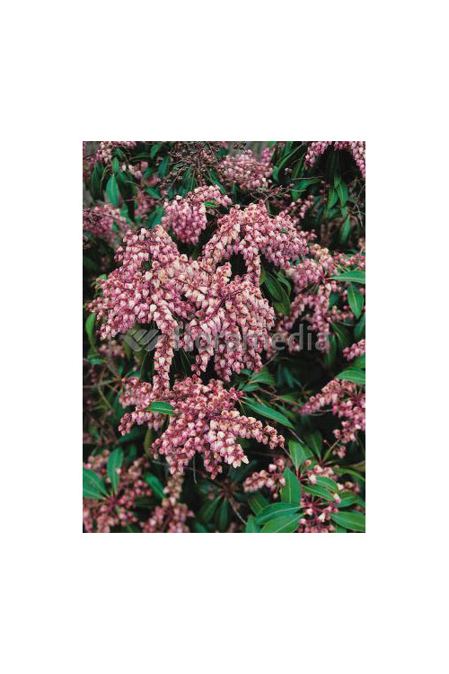 Pieris japoński 'Valley Rose' Pieris japonica