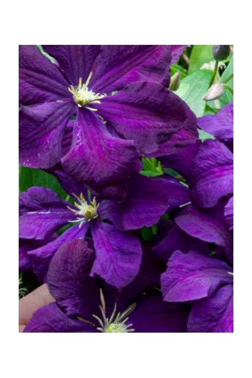 Powojnik 'Polish Spirit' | Clematis