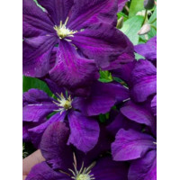Powojnik 'Polish Spirit' | Clematis