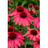 Jeżówka 'SunMagic Vintage Ruby' | Echinacea