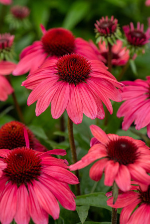 Jeżówka 'SunMagic Vintage Ruby' | Echinacea