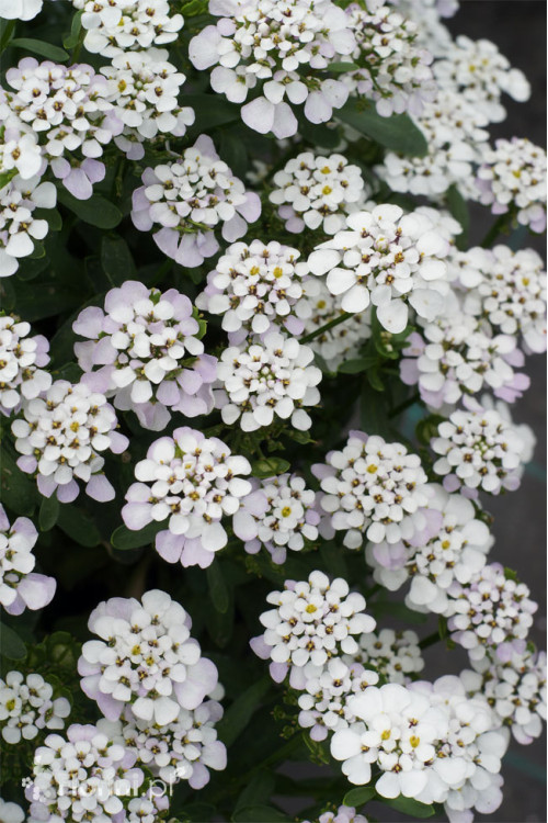 Ubiorek wieczniezielony 'Masterpiece' | Iberis sempervirens
