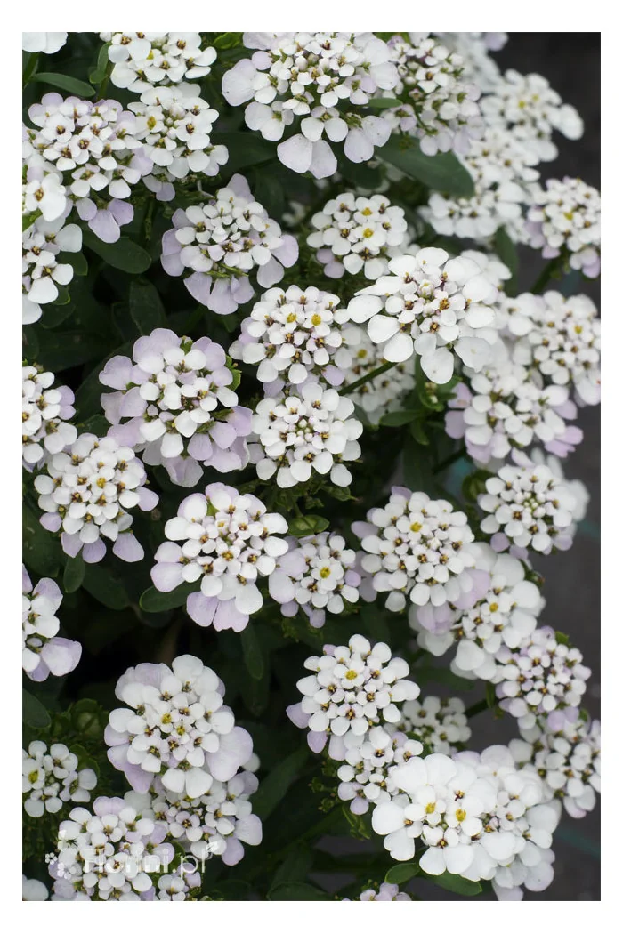 Ubiorek wieczniezielony 'Masterpiece' | Iberis sempervirens