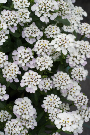 Ubiorek wieczniezielony 'Masterpiece' | Iberis sempervirens