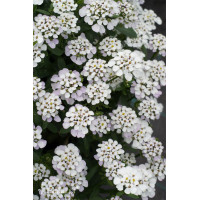 Ubiorek wieczniezielony 'Masterpiece' | Iberis sempervirens