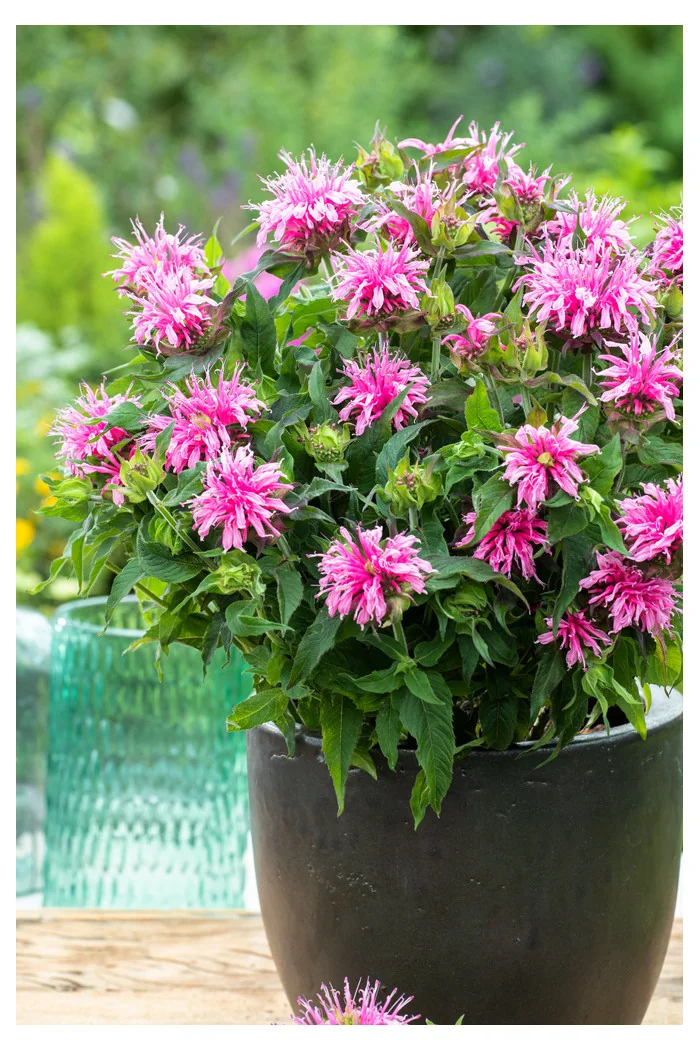 Pysznogłówka 'Balmy Rose'| Monarda