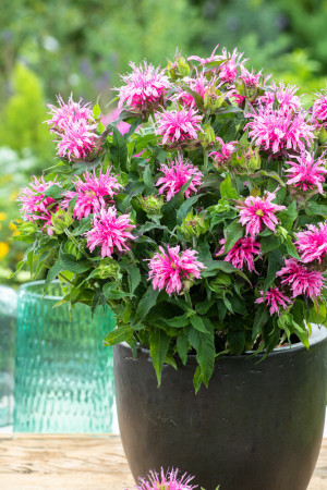 Pysznogłówka 'Balmy Rose'| Monarda